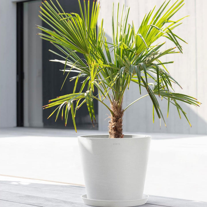 Ecopots Pflanzentopf Amsterdam, Weiss, mit Palme auf der Terrasse