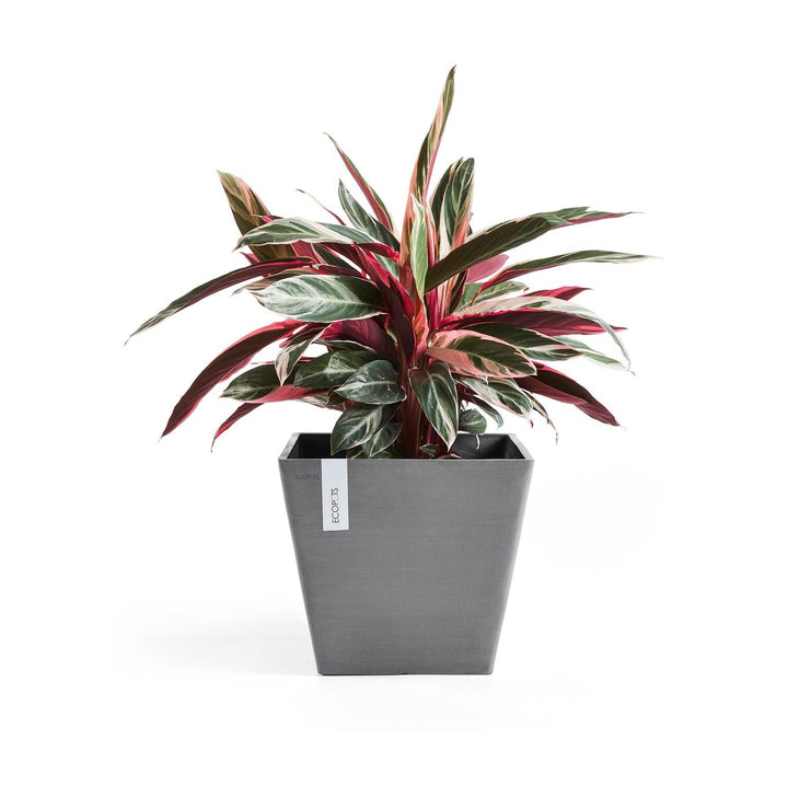 Ecopots Pflanzentopf Rotterdam 50, Grau mit Zimmerpflanze